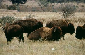 800px-Buffalo_Herd